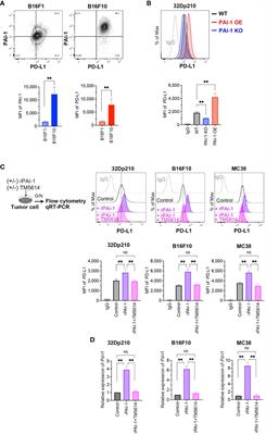 Plasminogen activator inhibitor-1 promotes immune evasion in tumors by facilitating the expression of programmed cell death-ligand 1